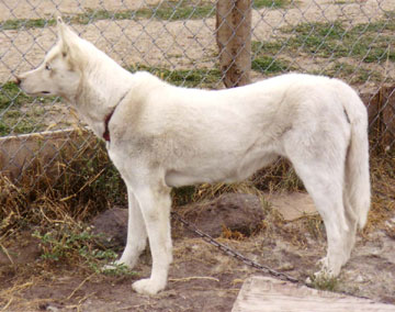 C-yellow Of Seppalta 97.40 | Siberian Husky 