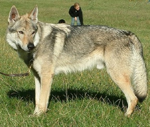 Brit Radov dvor | Czechoslovakian Wolfdog 