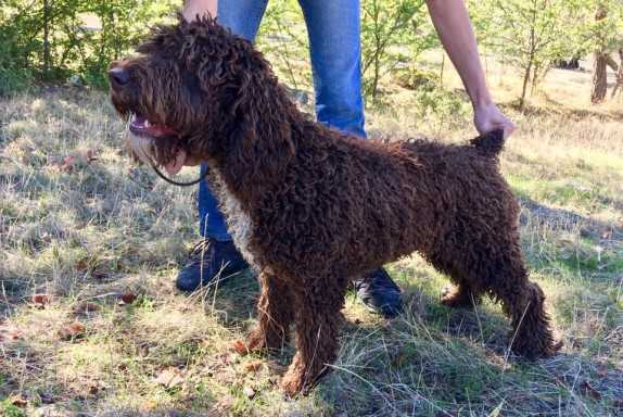 Nerja de las Siete Nubes | Spanish Water Dog 