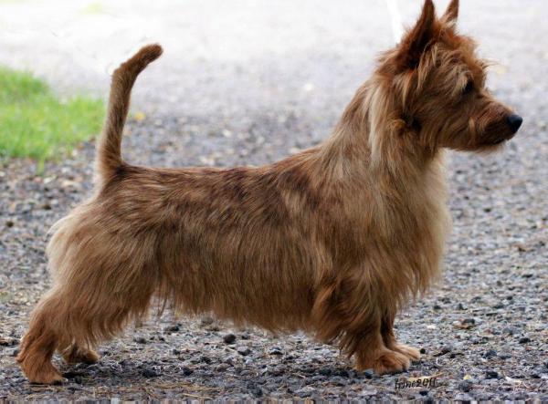 Mongrels Belburn | Australian Terrier 