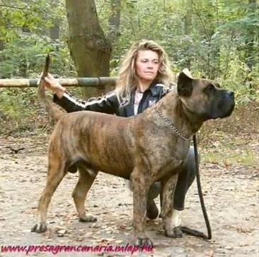 Dido Ca de Presaldi (Keke) | Perro de Presa Canario 