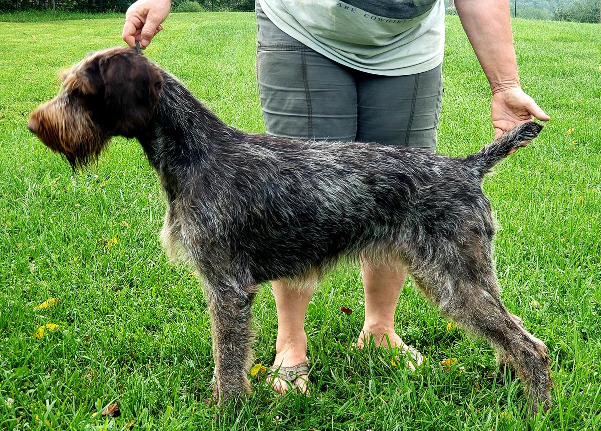 Blueline's New Beginning | German Wirehaired Pointer 