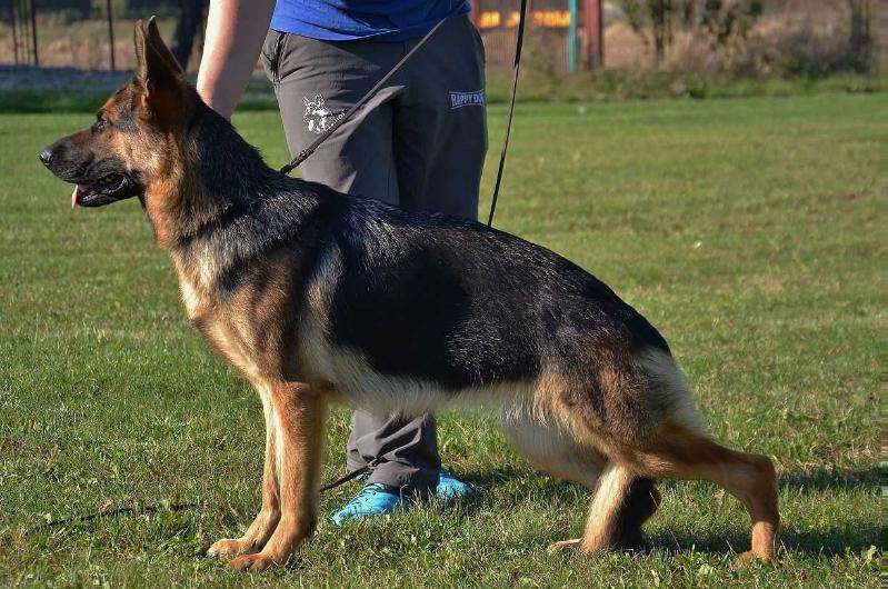 COLL Kierkis-Hof | German Shepherd Dog 