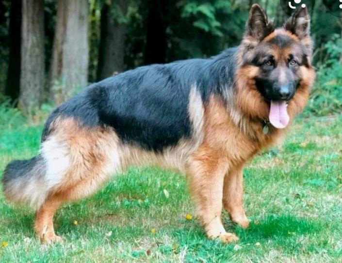 Maximus Vom Ace | German Shepherd Dog 