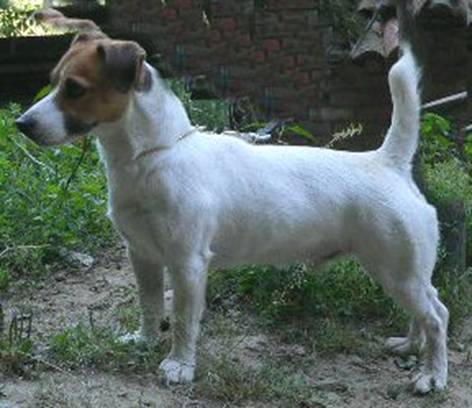 Scaccomatto Hocuspocus | Jack Russell Terrier 