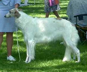 Kadril Iz Kitez Grada | Borzoi 