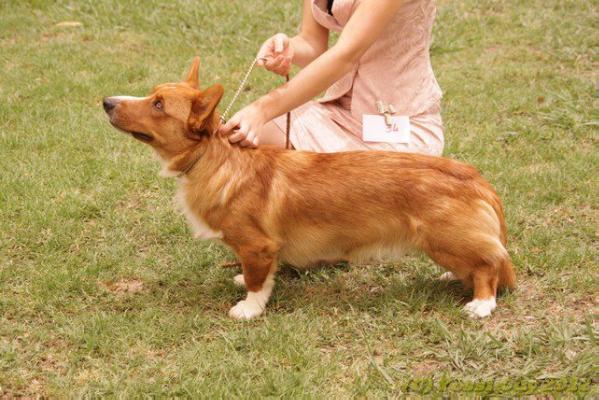 Cardiganium Aid | Cardigan Welsh Corgi 