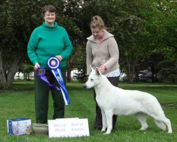 Royal Take it to the Limit | White Swiss Shepherd Dog 