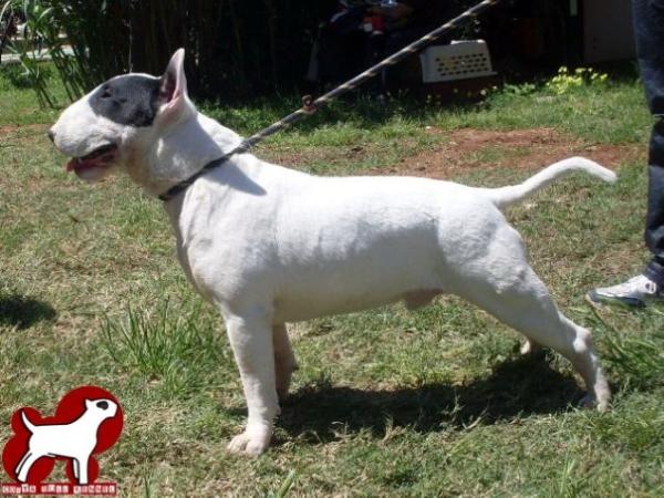 asin shark | Bull Terrier 