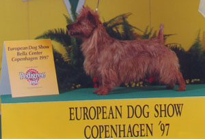 Jaskarin Tuuliviiri | Australian Terrier 