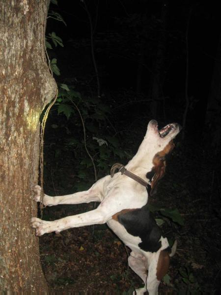 Wises Backwoods Doc | Treeing Walker Coonhound 