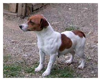 Tabarrino Saba | Jack Russell Terrier 