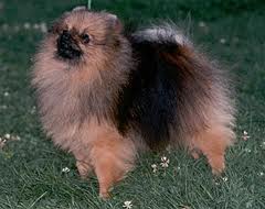 Amcross The Merchant | Pomeranian 