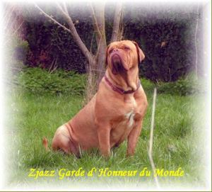 ZJAZZ GARDE D'HONNEUR DU MONDE | Dogue de Bordeaux 