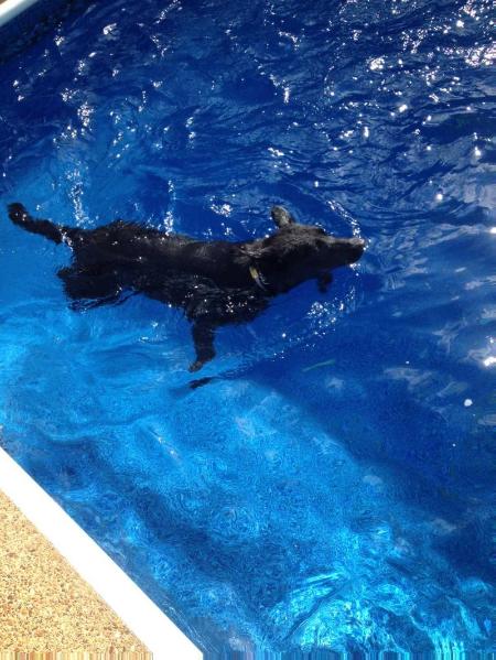 Raven v.d. Beist | German Shepherd Dog 