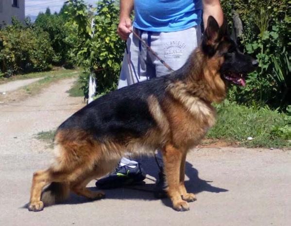 Todd von Melanchthon | German Shepherd Dog 