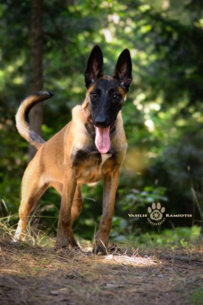 Ramona de Alphaville Bohemia | Belgian Malinois 