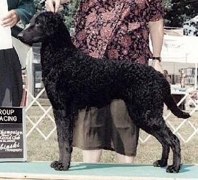 SoftMaple Gunflint's Beauty | Curly Coated Retriever 