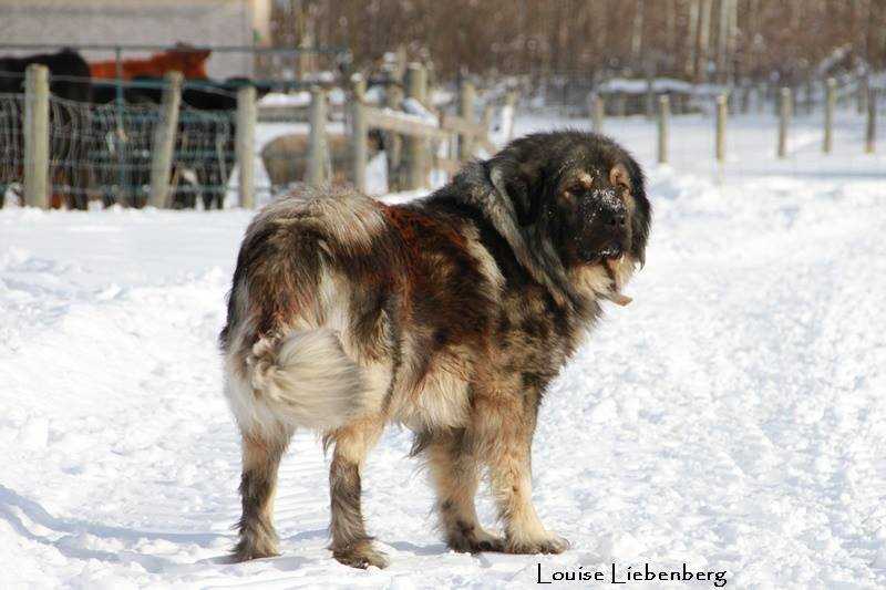 Ben Brik Suvodo | Yugoslavian Shepherd Dog-Sarplaninac 