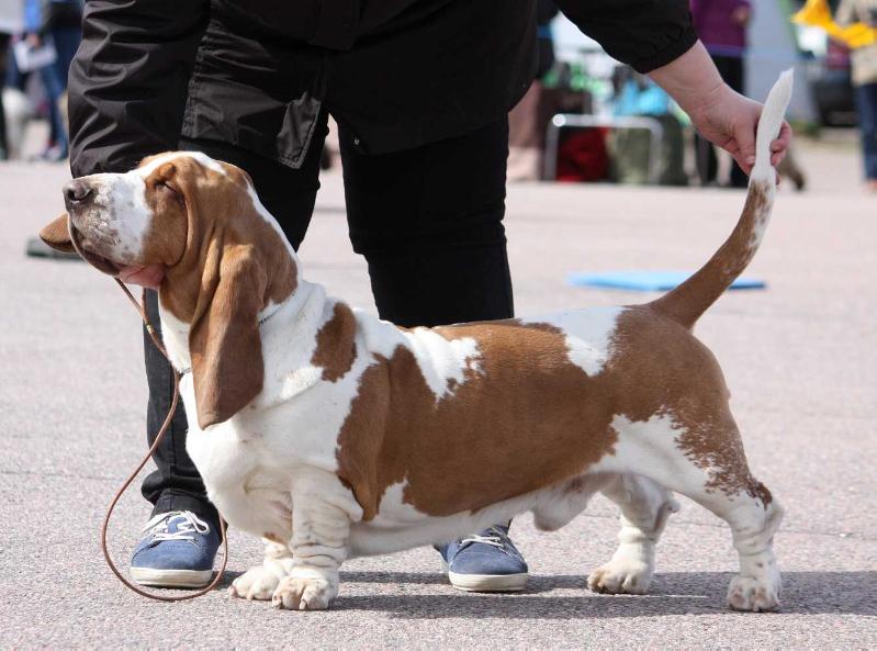 Hot Wings Oh Look At Me | Basset Hound 