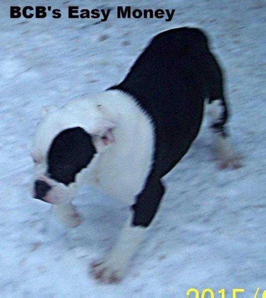 BuffaloCreek's Easy Money | Olde English Bulldogge 