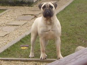 Irishpride Hot To Trot At Bullkop | Bullmastiff 