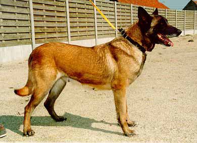 Pigrine van de Duvetorre | Belgian Malinois 
