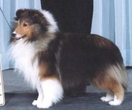 Enclave Jade Mist Tapestry | Shetland Sheepdog 