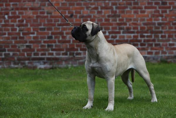 Harizma WHITE HONEY | Bullmastiff 