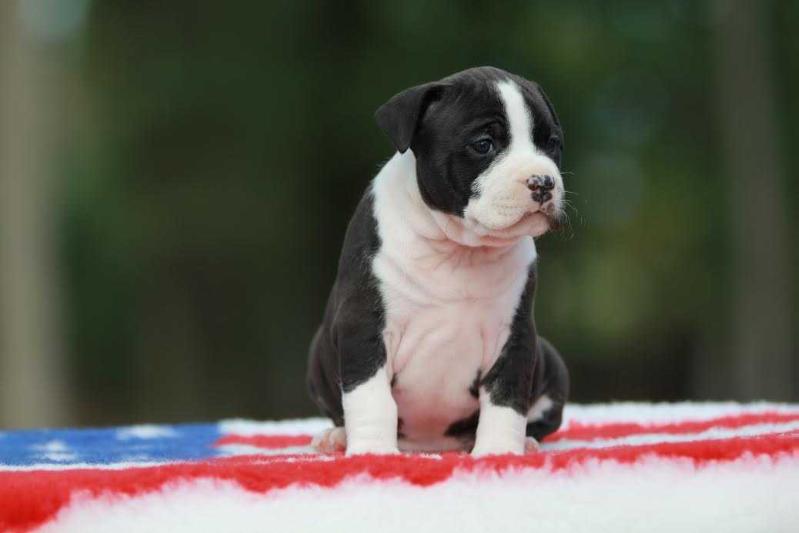 Forest Dragon GM Magnolia | American Staffordshire Terrier 