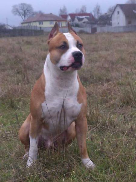 STAFF AVALON BROADWAY SUPER DRAVE | American Staffordshire Terrier 