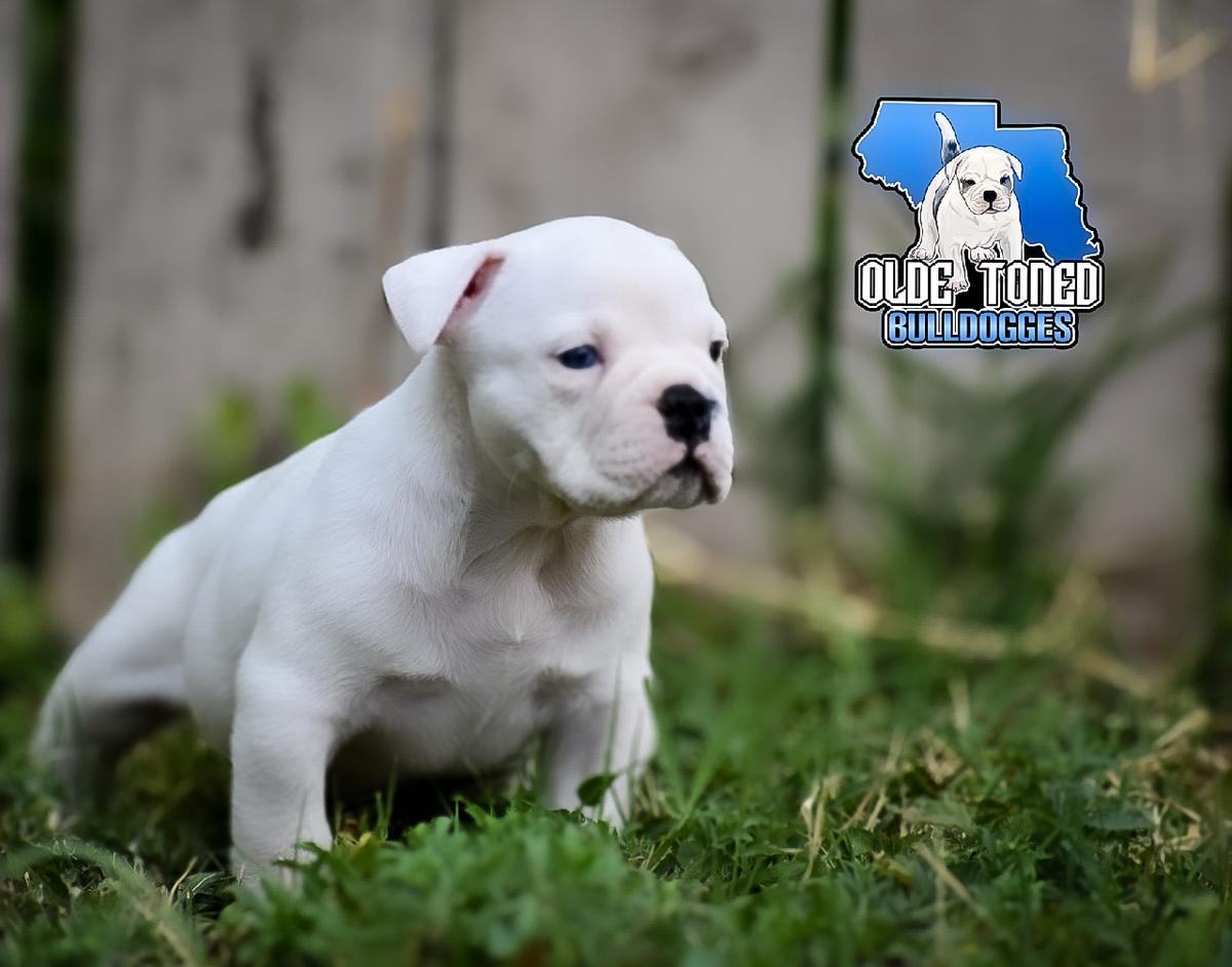 Old Toned Bulldog’s Brutus | Olde English Bulldogge 