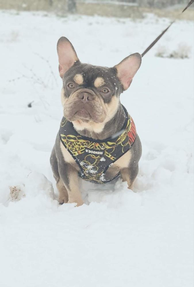 DS French's Rio | French Bulldog 