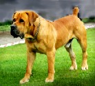 Nostras Tyson | African Boerboel 