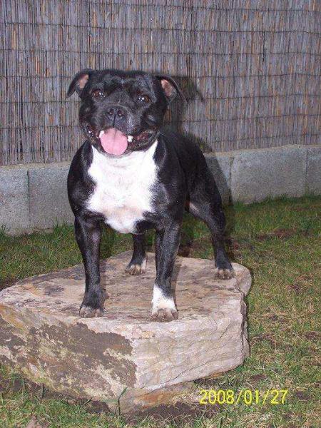 ?inderella of Uplander | Staffordshire Bull Terrier 