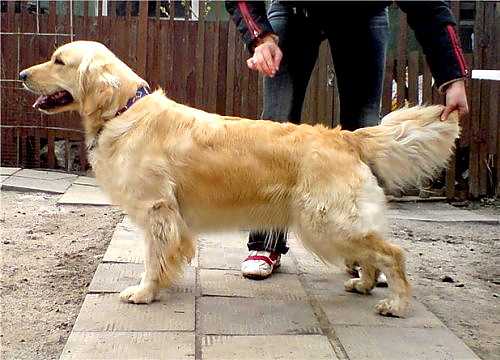 Suomi Horn of Plenty | Golden Retriever 