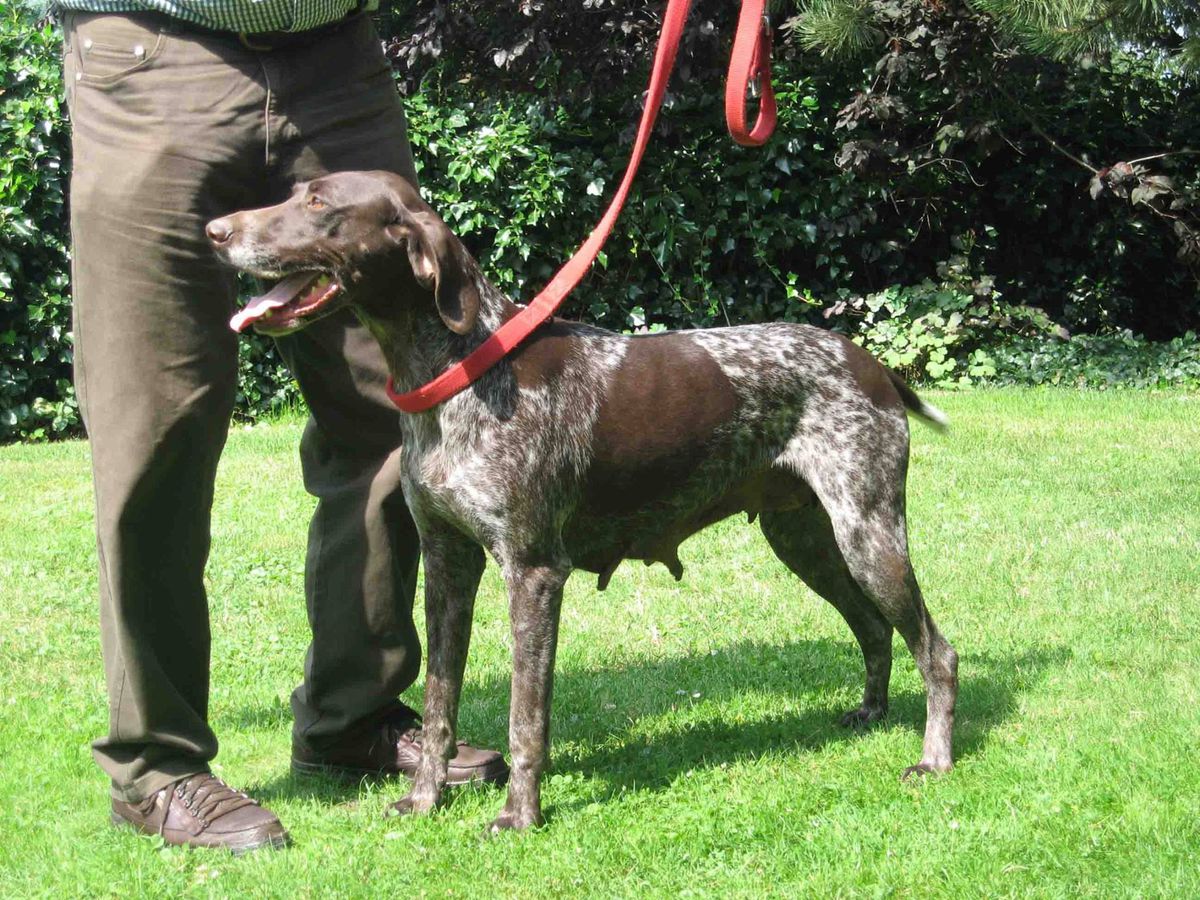 Nanni Vom Osterberg | German Shorthaired Pointer 