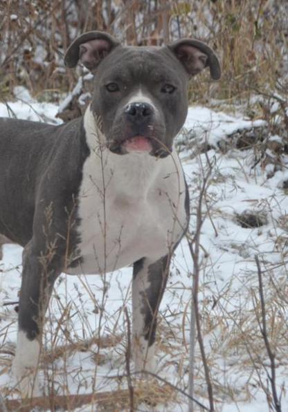 American Staffordshire Terrier named Roland Zvezda Ringa