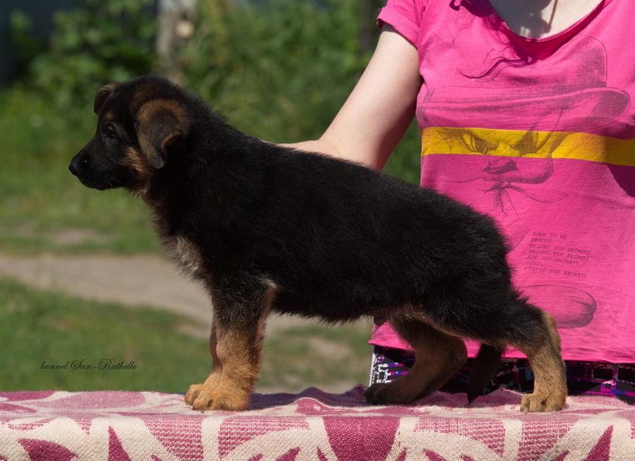 San-Rathelle Hanter | German Shepherd Dog 