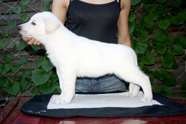 Fieliss Iluna Svet Zari | White Swiss Shepherd Dog 