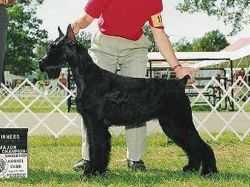 Krywufe Strutn in Histyle | Giant Schnauzer 