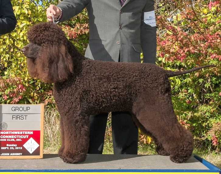 Whistlestop's Riley On Fire | Irish Water Spaniel 