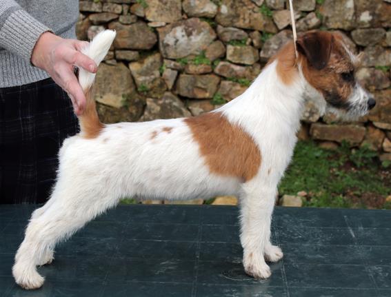 Hiroo De la Rosée de l'Eden | Jack Russell Terrier 