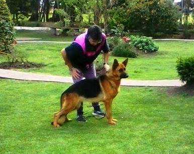 Dicksy Von Haus Kettel Colombia | German Shepherd Dog 
