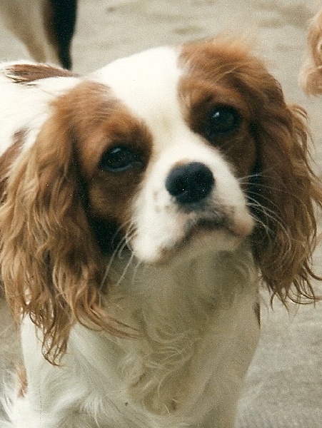 Julyeth Des marliviers | Cavalier King Charles Spaniel 