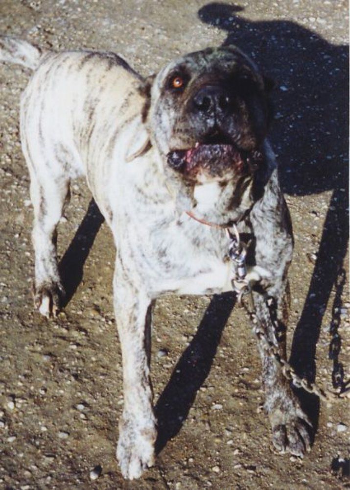 CHOTO DE KING ZULU | Perro de Presa Canario 