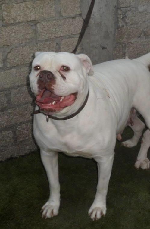 Berber’s Paloma | American Bulldog 
