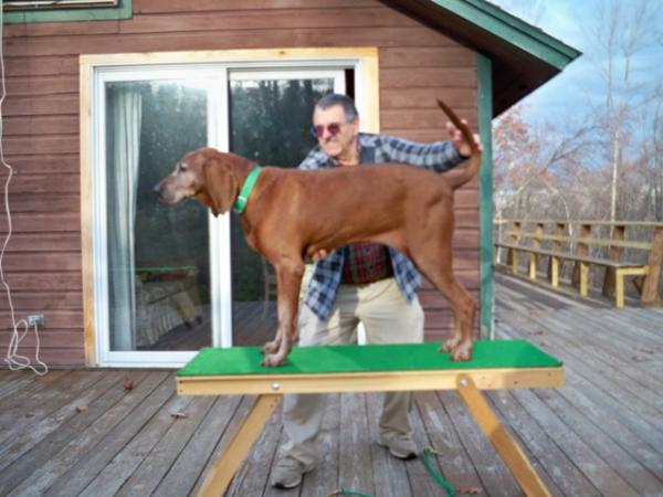 redcoat dinah-Might | Redbone Coonhound 