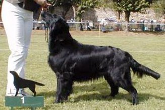 Casuarina Aconcagua | Flat-Coated Retriever 