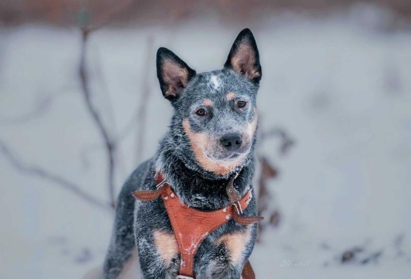 Dingobells Broom? | Australian Cattle Dog 